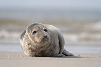 Zeehond