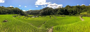 Hellgrüne Reisfelder von Ducligan (Philippinen) von Laurens Coolsen