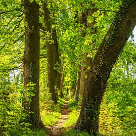 Hiking trail between trees on the island of Usedom by Rico Ködder