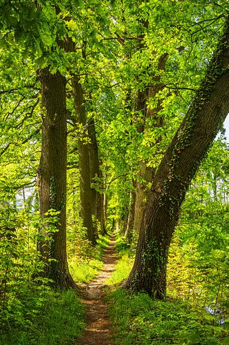 Wandelpad tussen de bomen op het eiland Usedom
