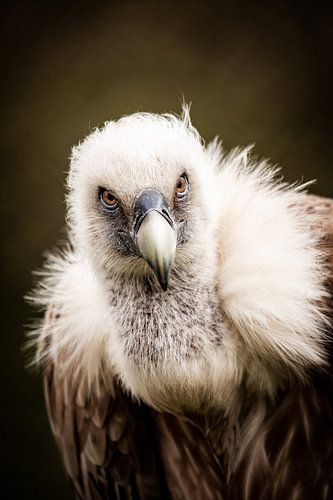 Vulture