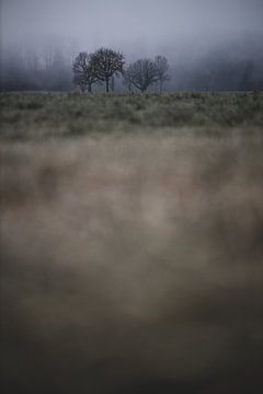 Groep bomen bij vorst