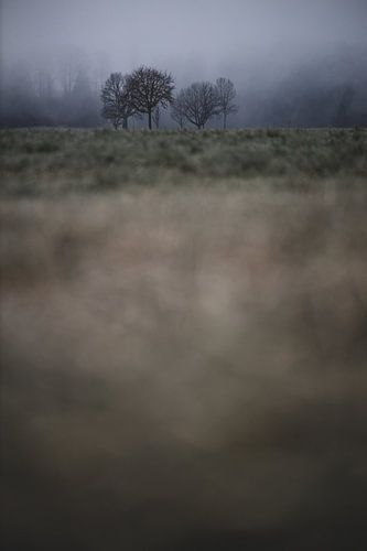 Groep bomen bij vorst