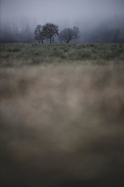 Group of trees in frost by Matthias Ettinger