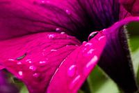 Hollands glorie! regendruppels op een bloem