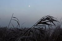 Friesland in the fog on the Tjonger