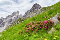 Alpenroosjes in het groen van Coen Weesjes thumbnail