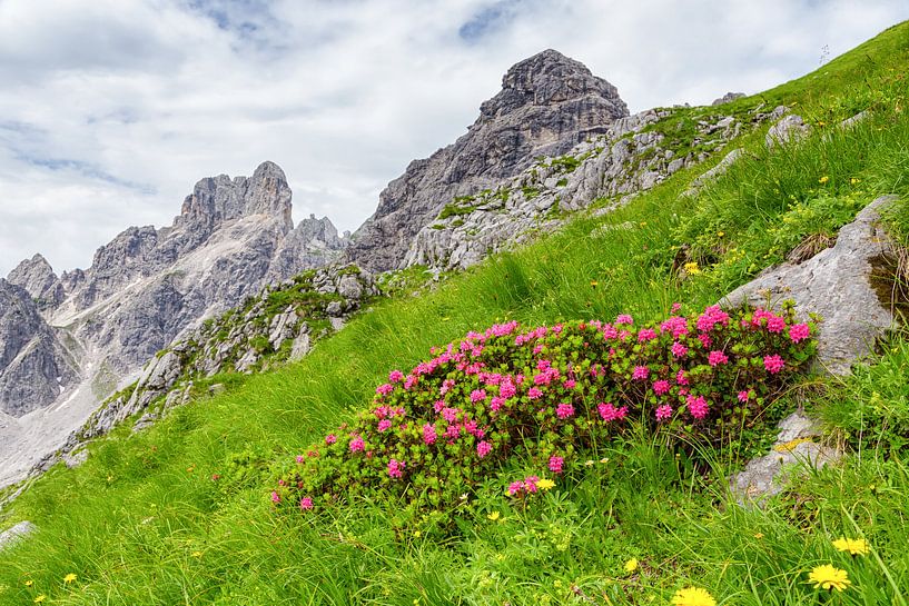 Alpenroosjes in het groen van Coen Weesjes