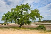Veluwe pracht