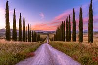 Zonsopgang op de Cypress Avenue
