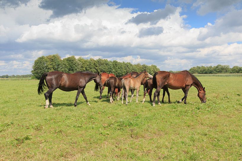 Een kudde paarden met veulens in een weidelandschap by Henk van den Brink