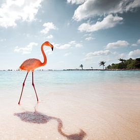 Flamingo serie, De wandeling van Claire Droppert