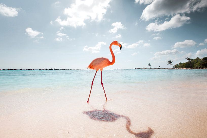 Flamingo-Serie, Der Spaziergang von Claire Droppert