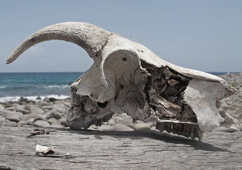 koeienschedel aan de kust
