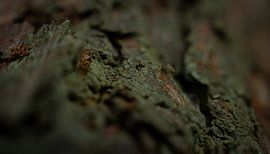 Mousse sur l'écorce des arbres