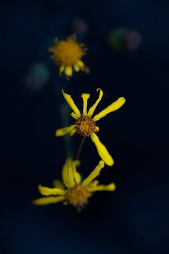 the three yellow flowers