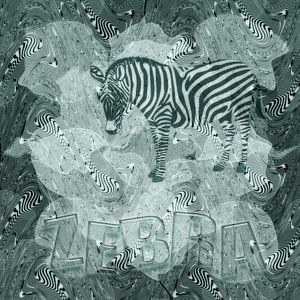 Zebra - türkis