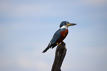 Amerikanischer Rieseneisvogel | liegend | Eisvogel | Mexiko | Wildtiere von Kimberley Helmendag