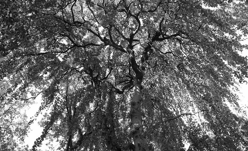 Bladerdak van Jose Lok