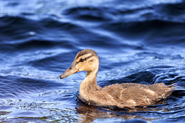 Junge Baby Stockente am Oderteich im Harz von Niklas Voth