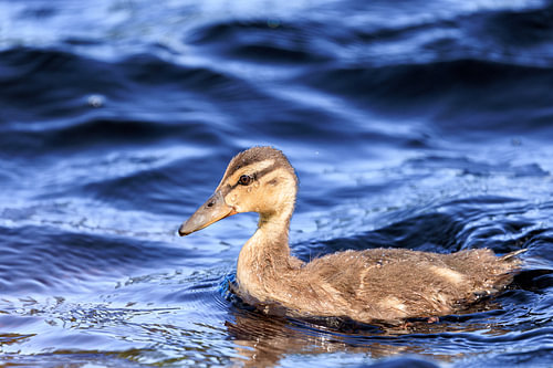 Jeune caneton de canard colvert à l'Oderteich, dans le Harz