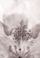 In bloei III