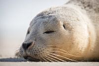Le petit phoque commun sur la plage