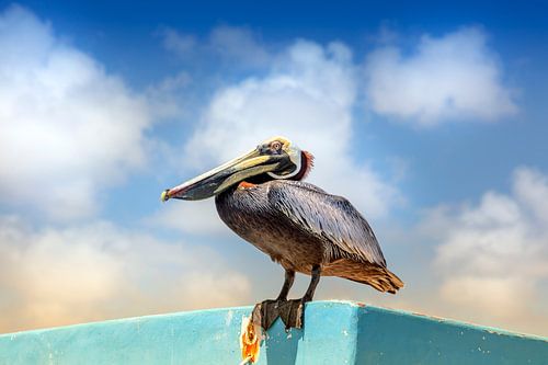 pelikaan op een vissersboot