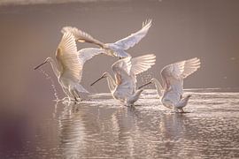 Ready for takeoff..... von Wilko Ketelaar