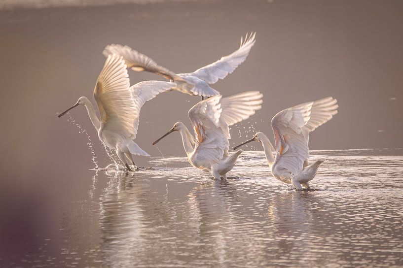 Ready for takeoff..... by Wilko Ketelaar
