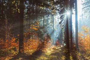 Lumière du brouillard