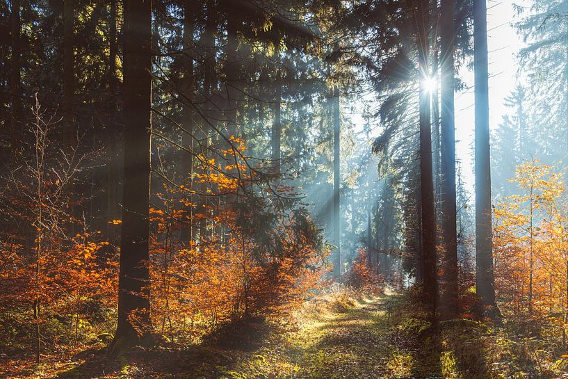 Fog light by Steffen Gierok