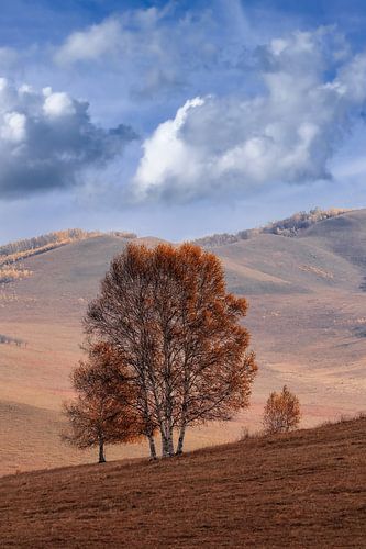 Heuvelachtige landschap met eenzame boom op een steppe