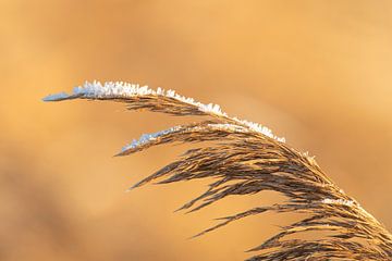 Riet bedekt met vorst tijdens een koude winterdag