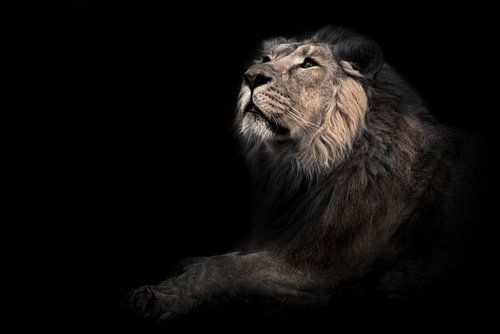 lunar beast (ashen). He sniffs his head in profile. A powerful male lion with a chic mane impressive