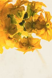 Primel in Eis 2 von Marc Heiligenstein