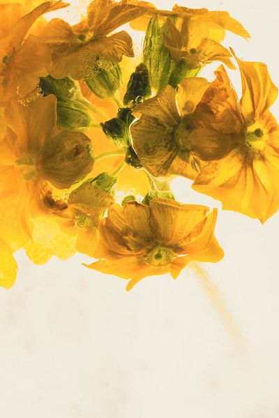Primrose in ice 2 by Marc Heiligenstein