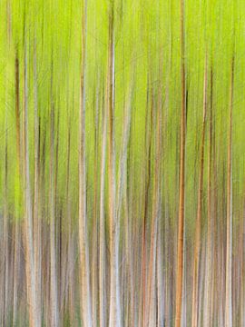 Picturesque Birch trees in motion in the forest by Sjaak den Breeje