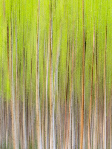 Schilderachtige Berken bomen in beweging in het bos