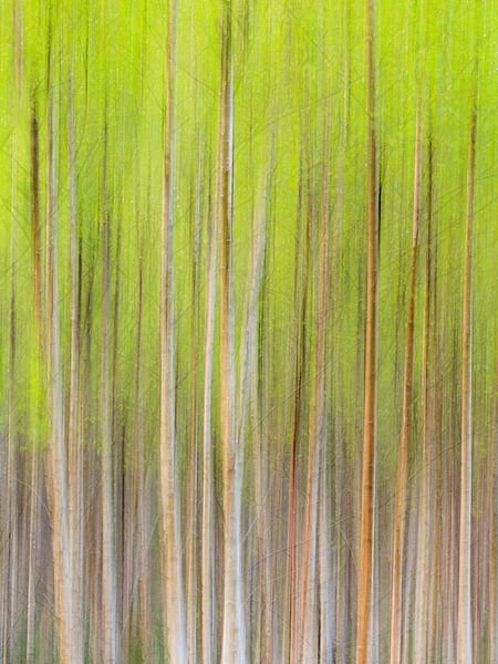 Schilderachtige Berken bomen in beweging in het bos van Sjaak den Breeje