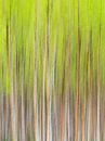 Schilderachtige Berken bomen in beweging in het bos van Sjaak den Breeje thumbnail