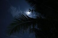 Moonlight through the palm leaves by Floris Verweij thumbnail