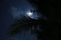 Moonlight through the palm leaves