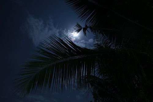 Le clair de lune à travers les feuilles de palmier