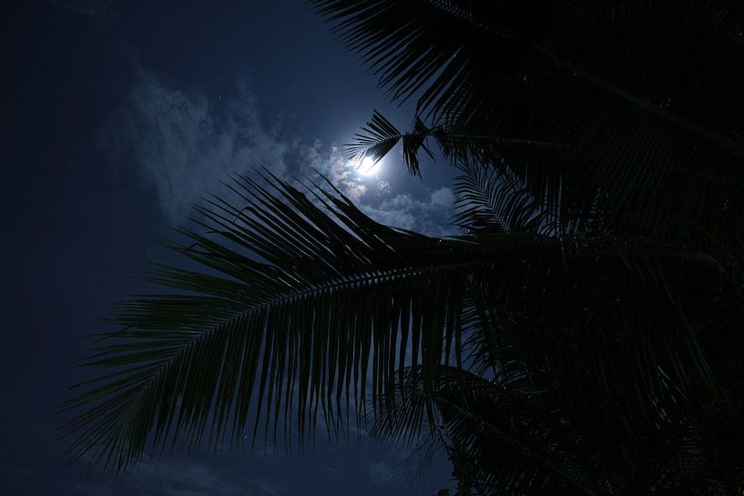 Moonlight through the palm leaves by Floris Verweij