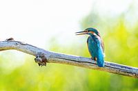 Portret van ijsvogel op tak