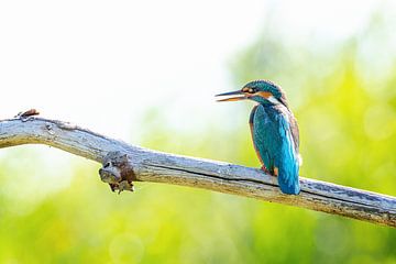 Portret of the Common Kingfisher posing on a branch by Krijn van der Giessen