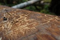 Life under the bark