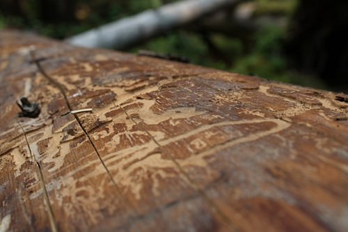 Life under the bark