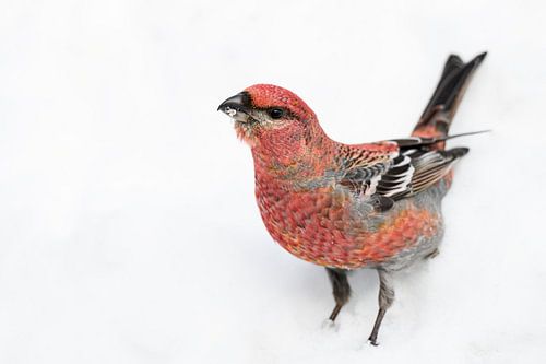 Een poserende haakbek